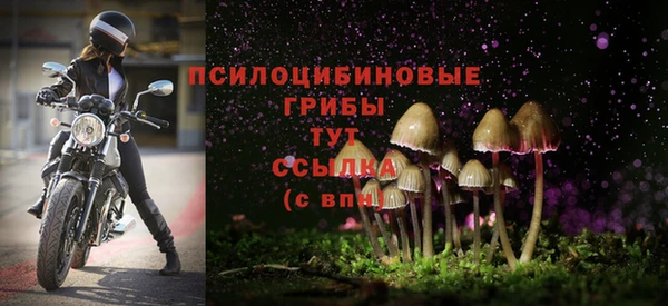 прущие грибы Аркадак